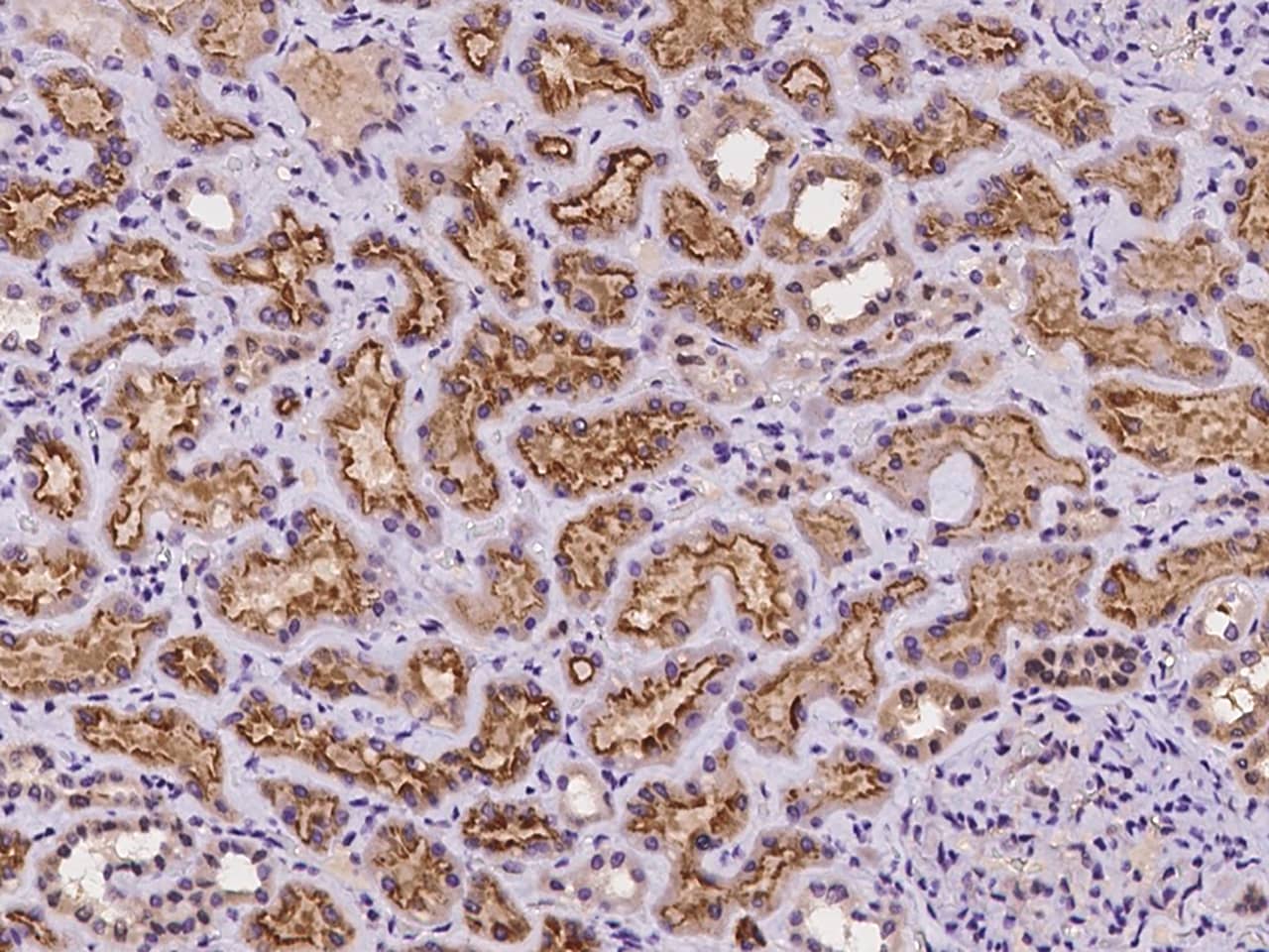 GPR63 Antibody - BSA Free