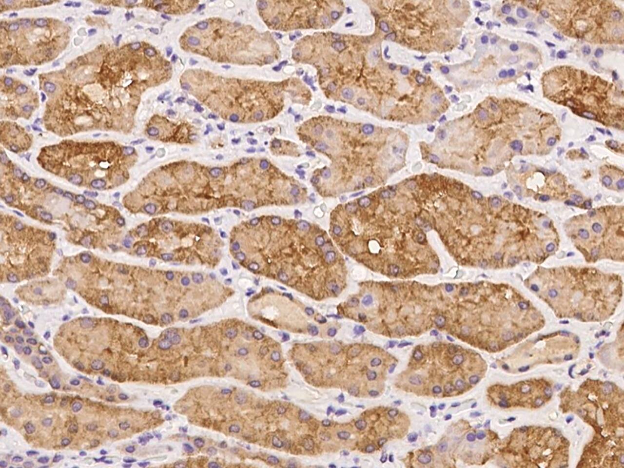 LIN7C Antibody - BSA Free