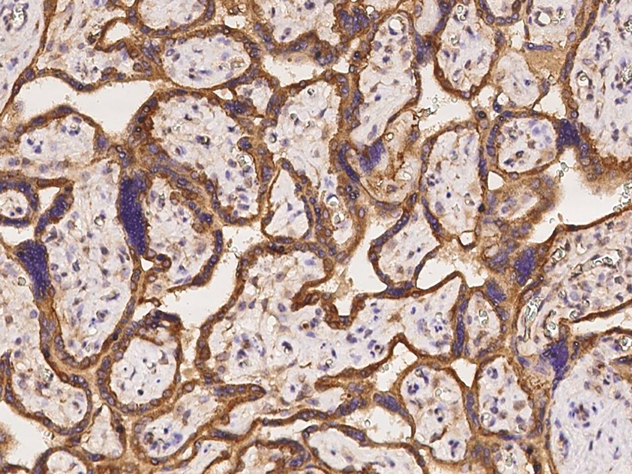 LIN7C Antibody - BSA Free