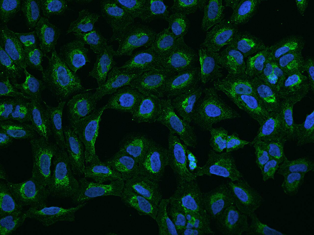 MRPS2 Antibody - BSA Free