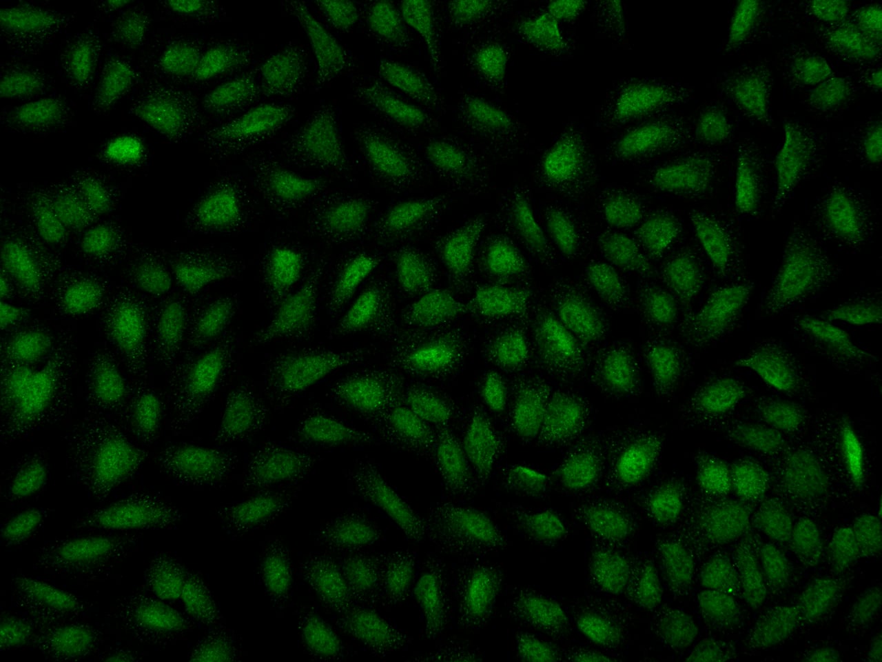 ZNF407 Antibody - BSA Free