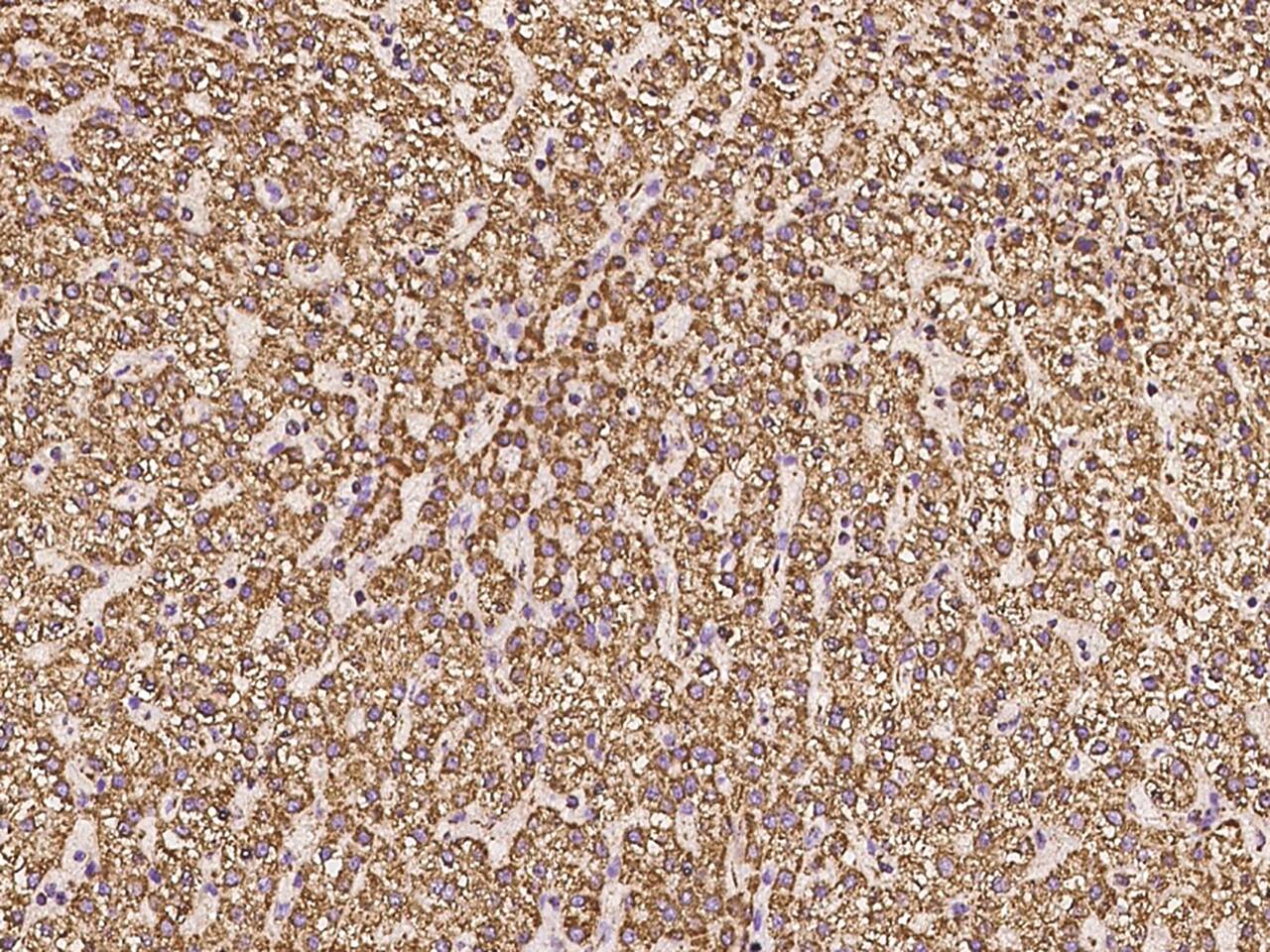 COX5A Antibody - BSA Free