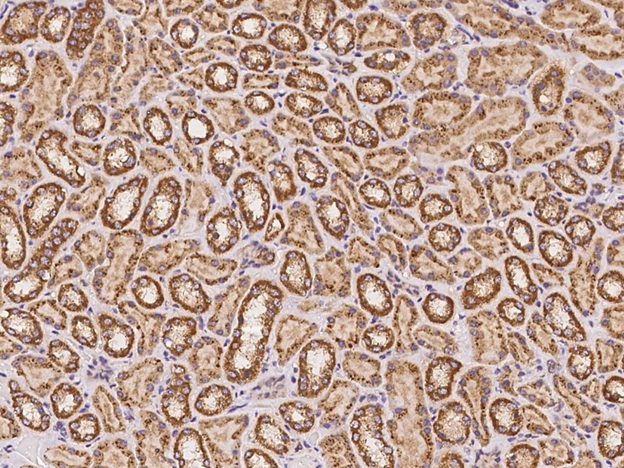 CLUAP1 Antibody - BSA Free