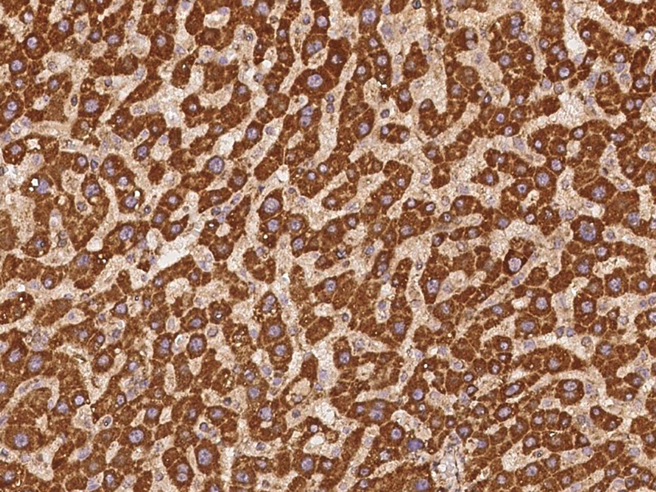 CLUAP1 Antibody - BSA Free