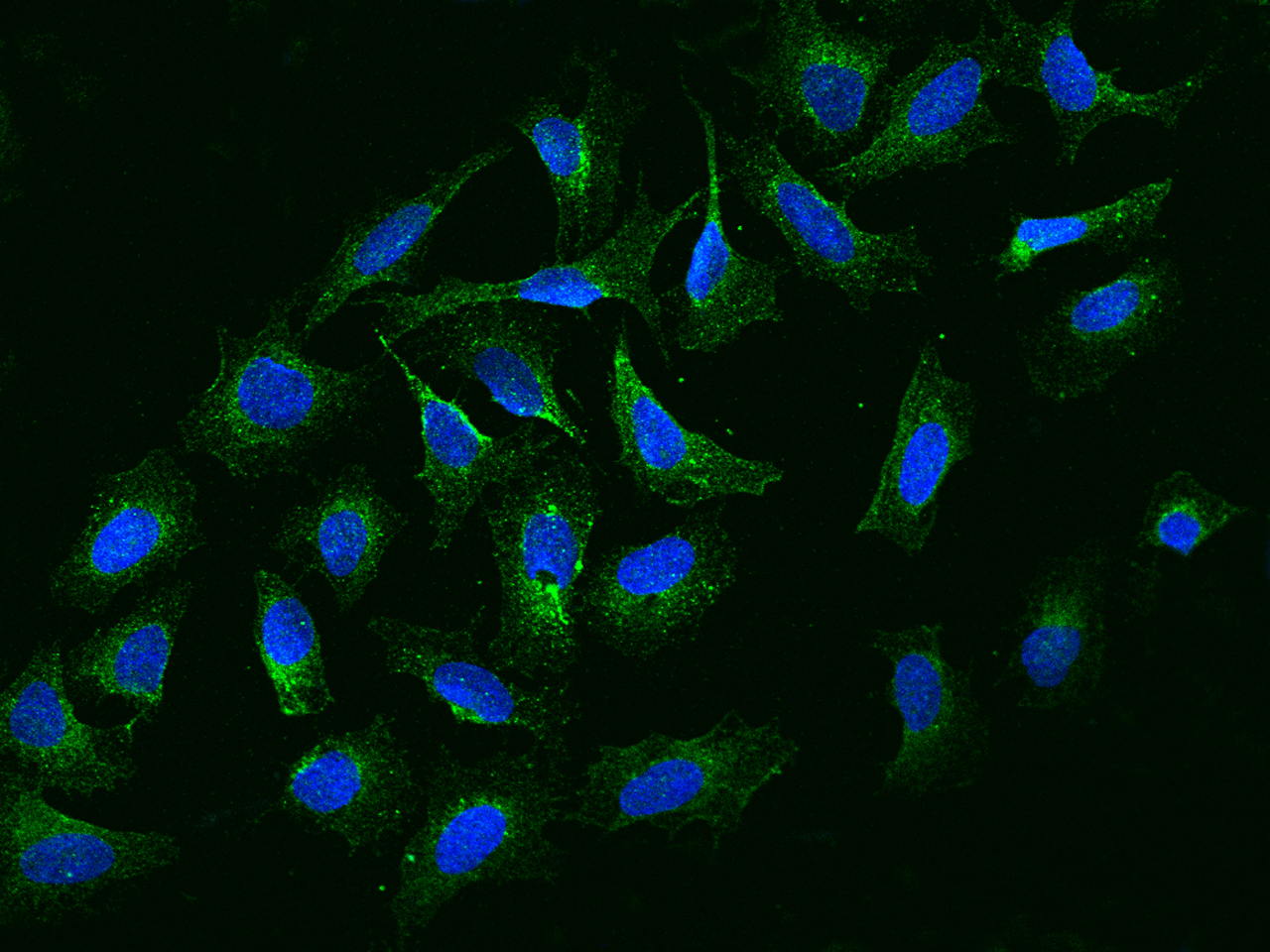 NBPF15 Antibody - BSA Free