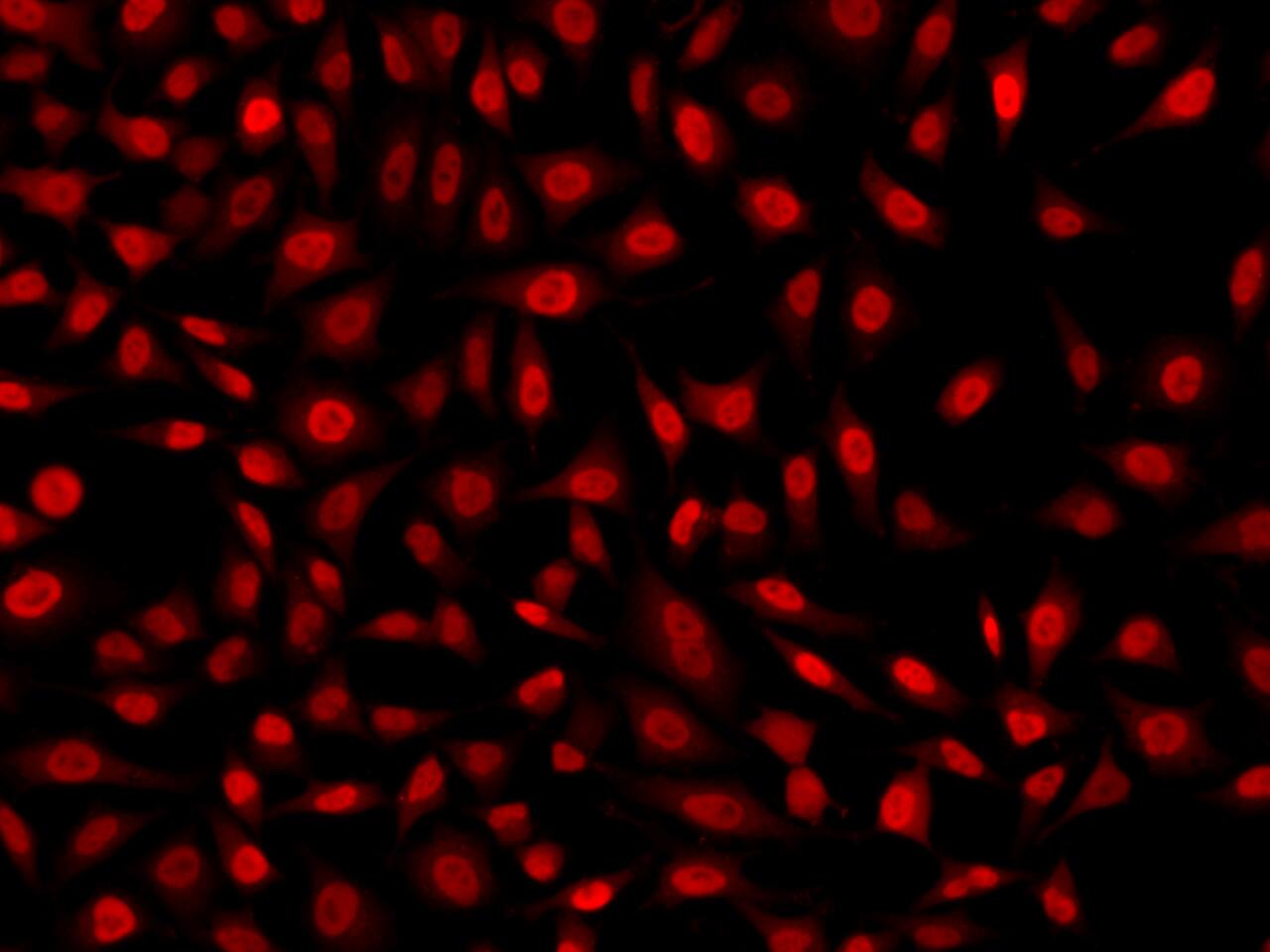 KLF6 Antibody - BSA Free