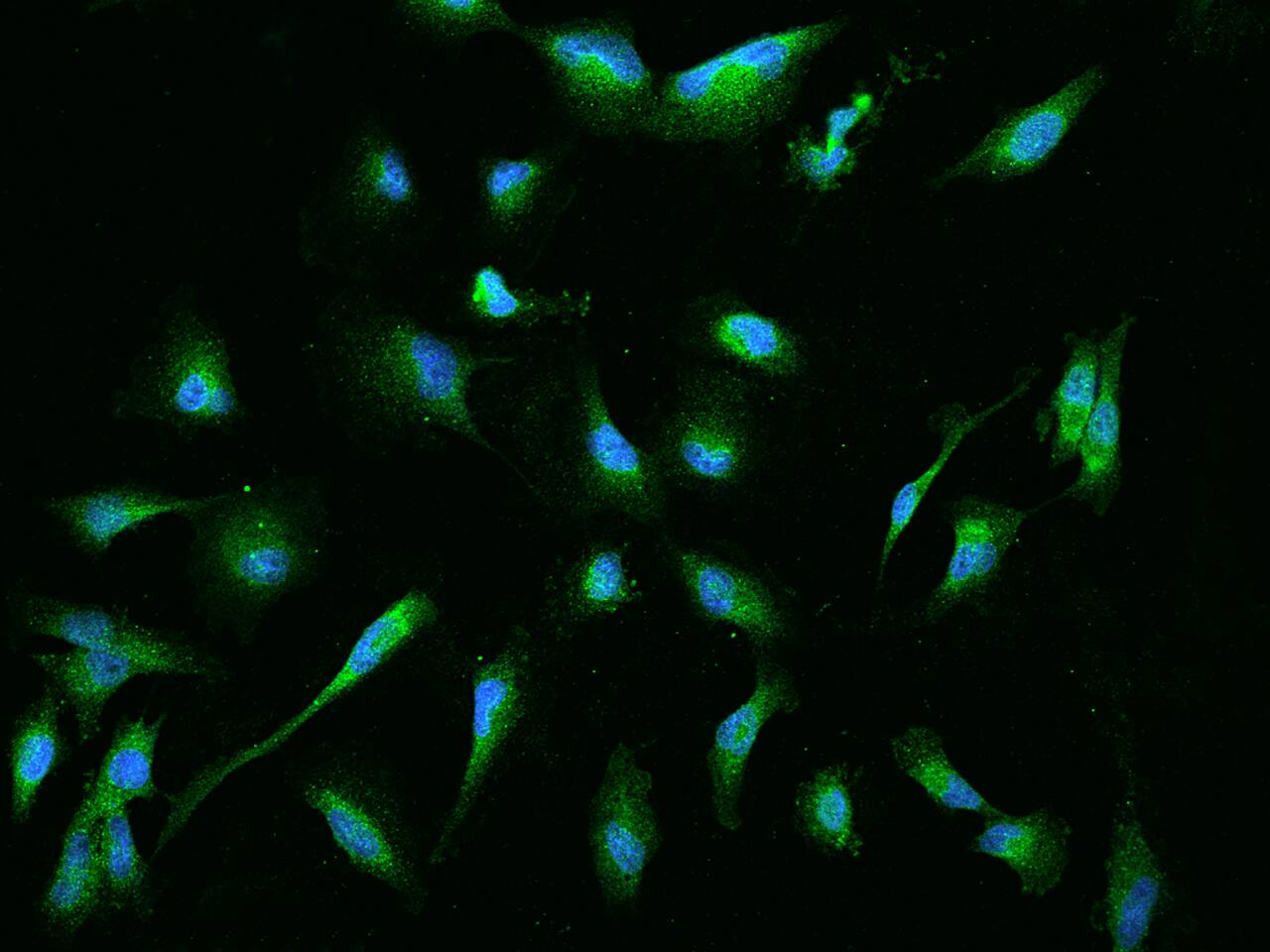 EBP Antibody - BSA Free
