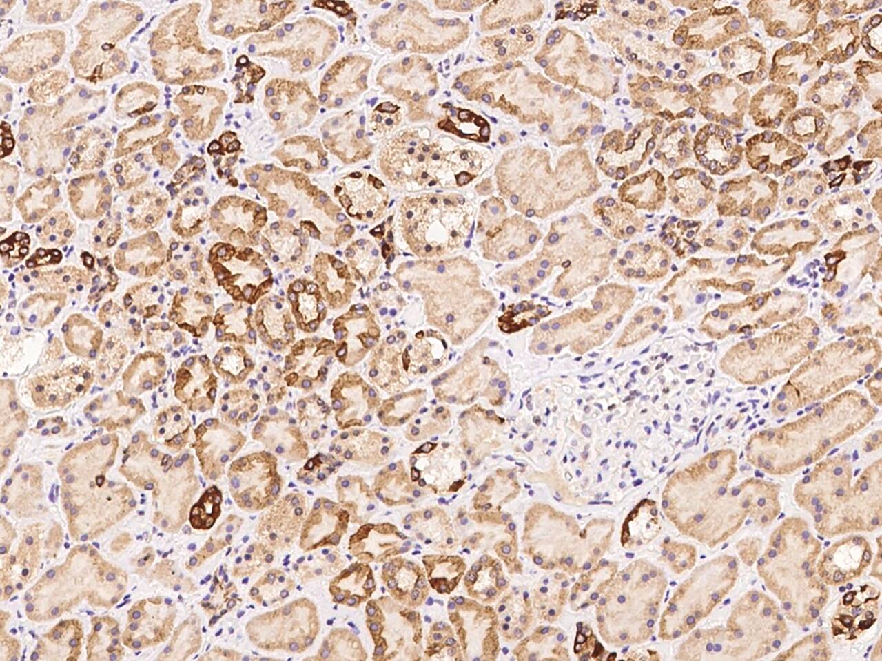 ELYS Antibody - BSA Free