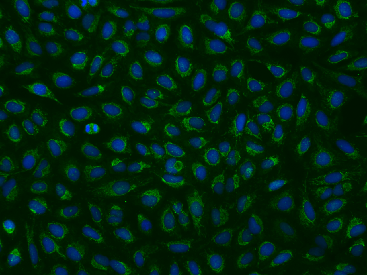 MRPL9 Antibody - BSA Free