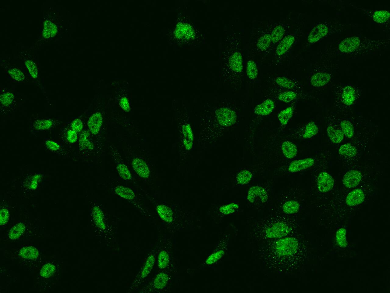 SLCO4C1 Antibody - BSA Free