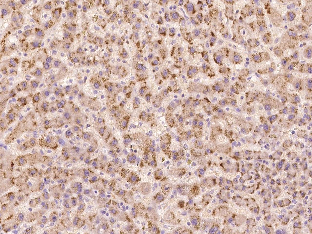 TEX9 Antibody - BSA Free