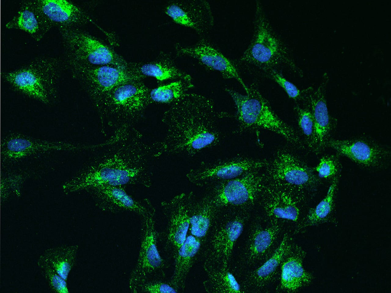 COA6 Antibody - BSA Free