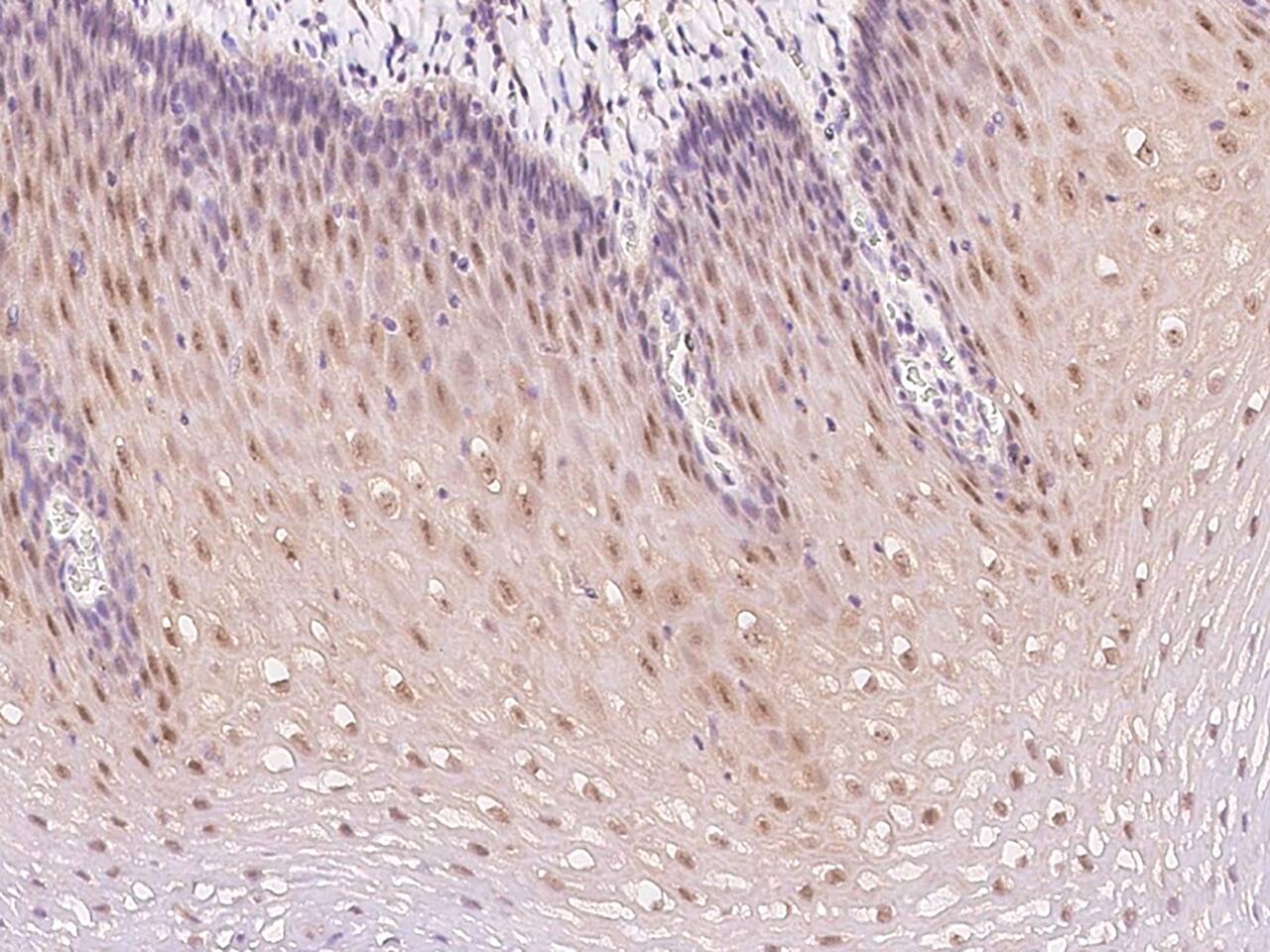 integrin beta 4 binding protein Antibody - BSA Free