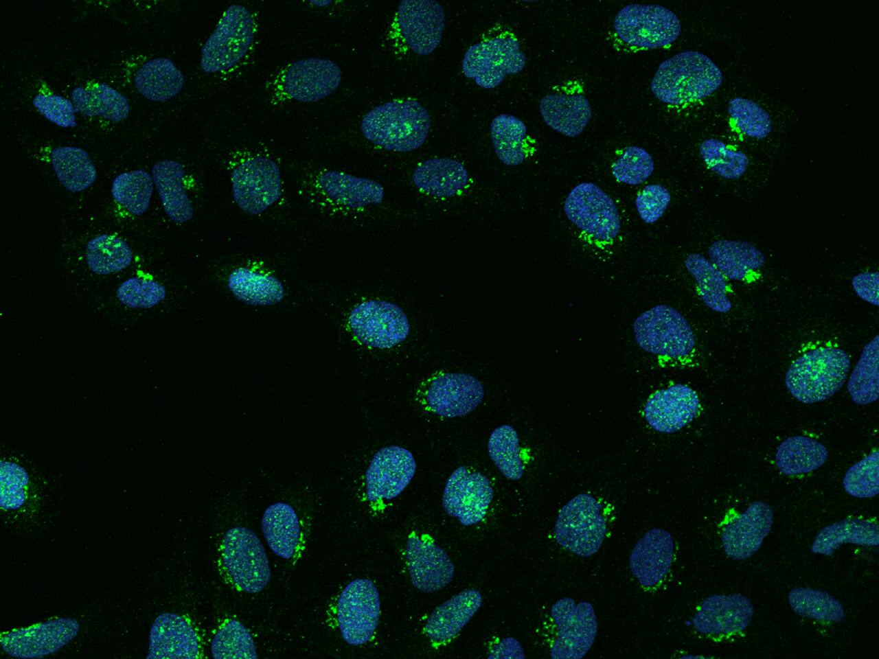 FAPP2 Antibody - BSA Free