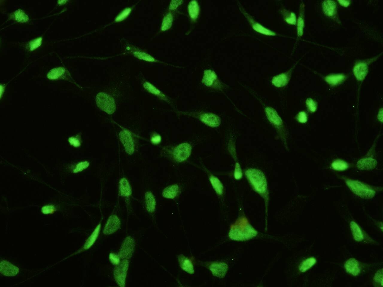 MST1/STK4 Antibody (01) - Azide and BSA Free