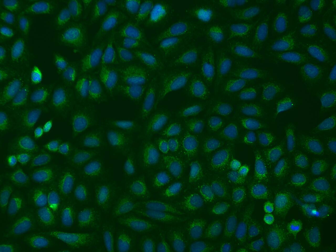 DHRS3 Antibody - BSA Free