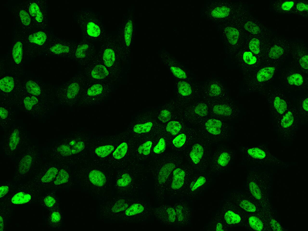 NASP Antibody - BSA Free