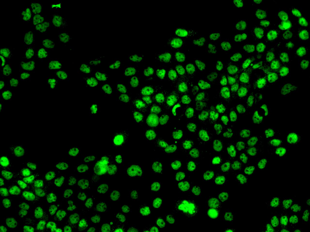 MNAT1 Antibody - BSA Free