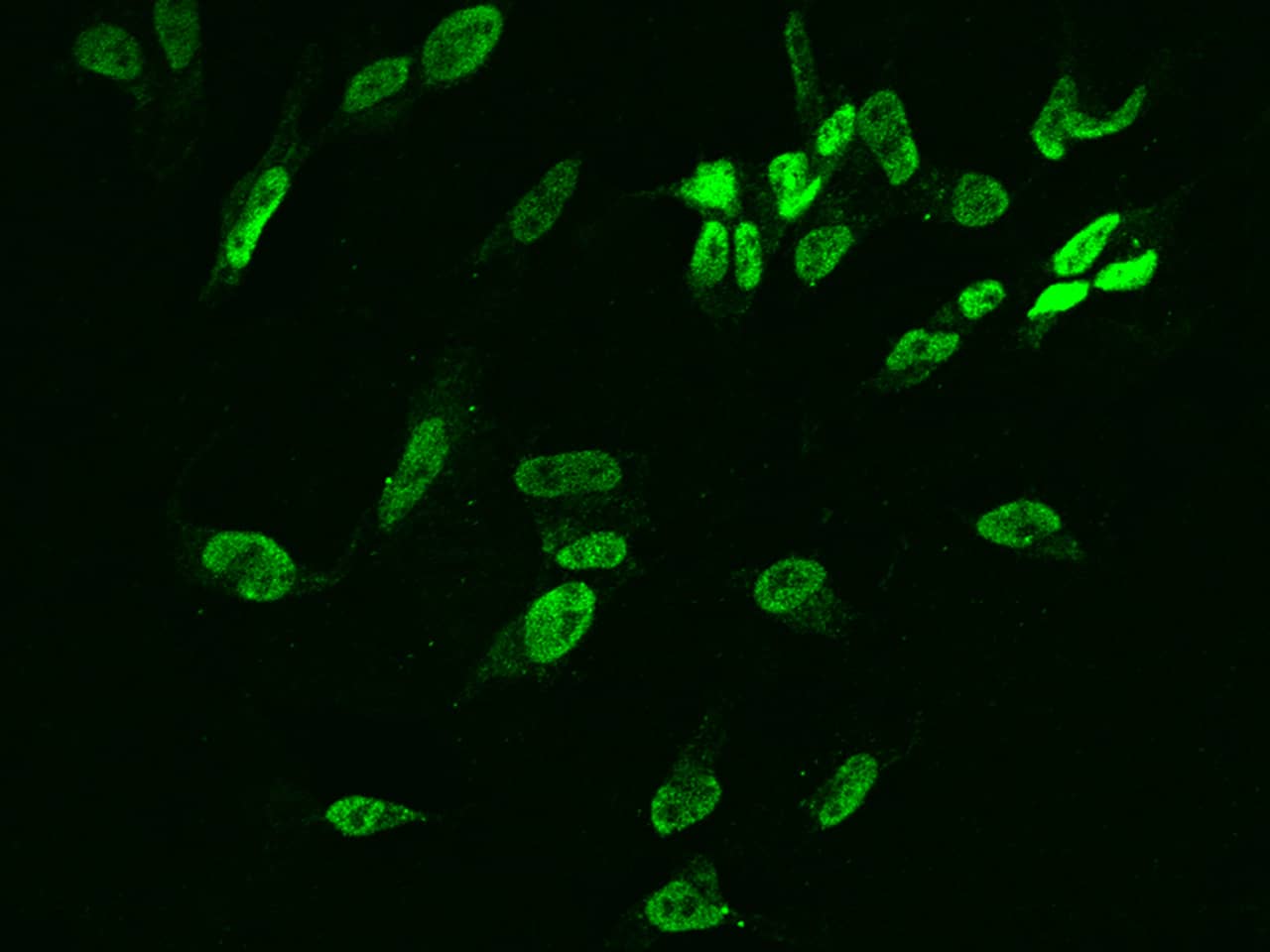 DUSP26 Antibody - BSA Free