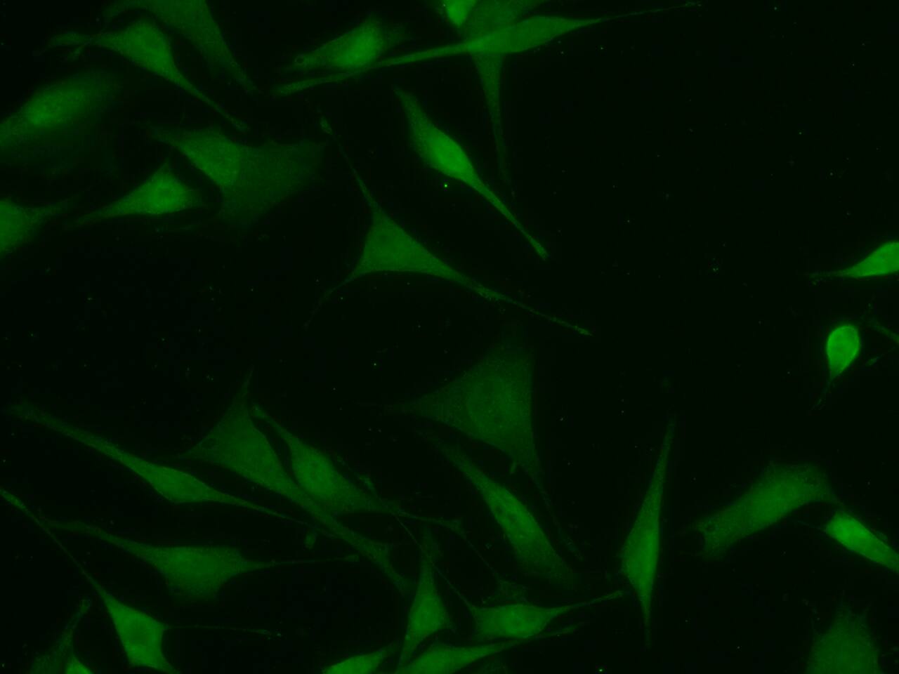 CMP kinase Antibody (07) - Azide and BSA Free