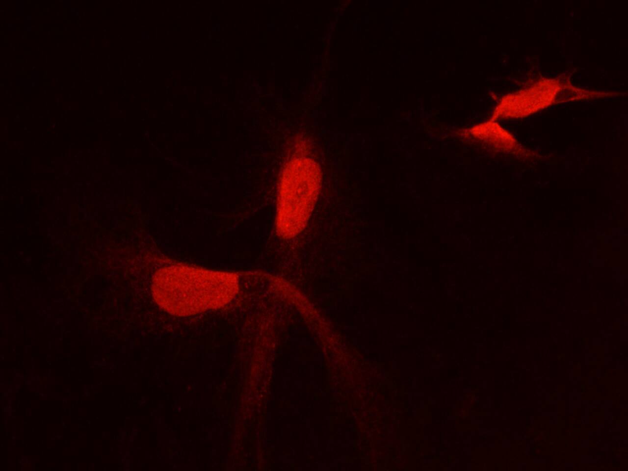 PFDN2 Antibody (04) - Azide and BSA Free
