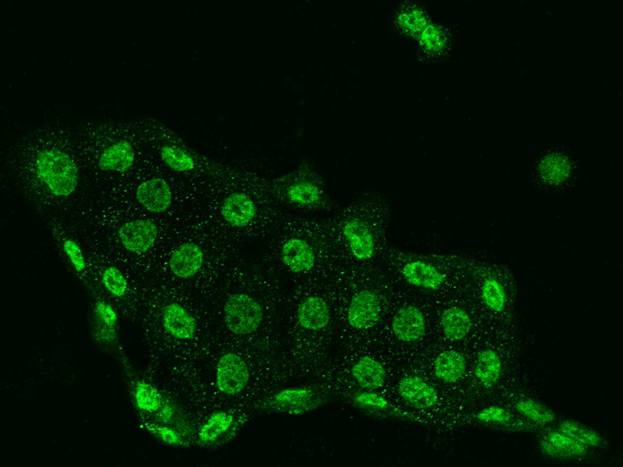 DGK-iota Antibody - BSA Free