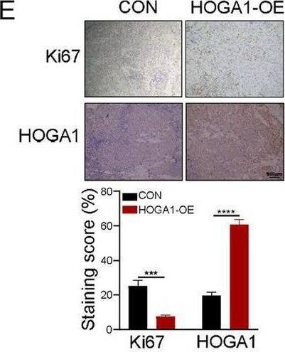 HOGA1 Antibody - BSA Free