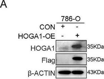 HOGA1 Antibody - BSA Free
