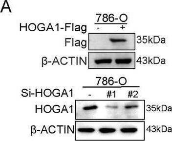 HOGA1 Antibody - BSA Free