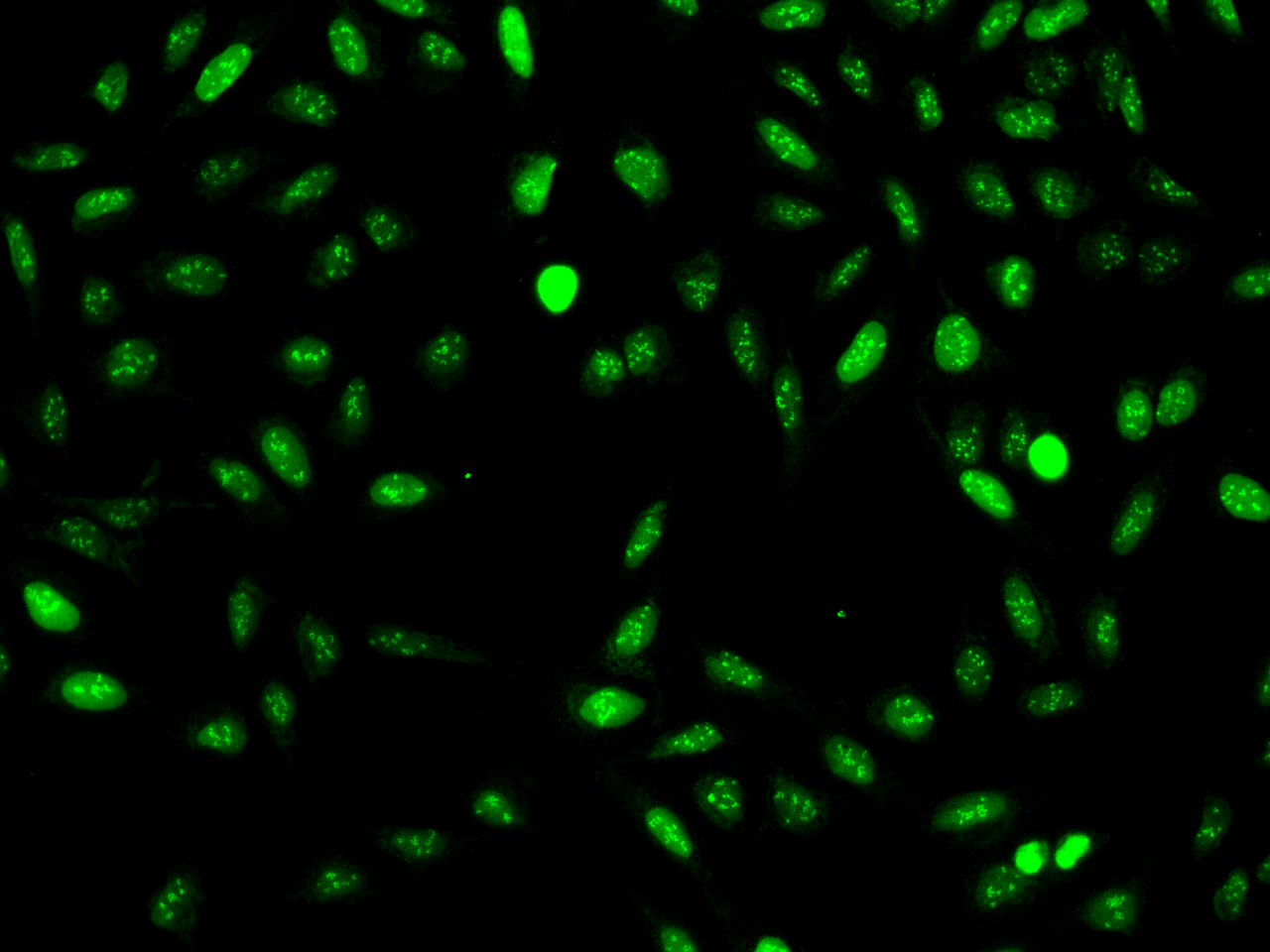 NUSAP1 Antibody - BSA Free