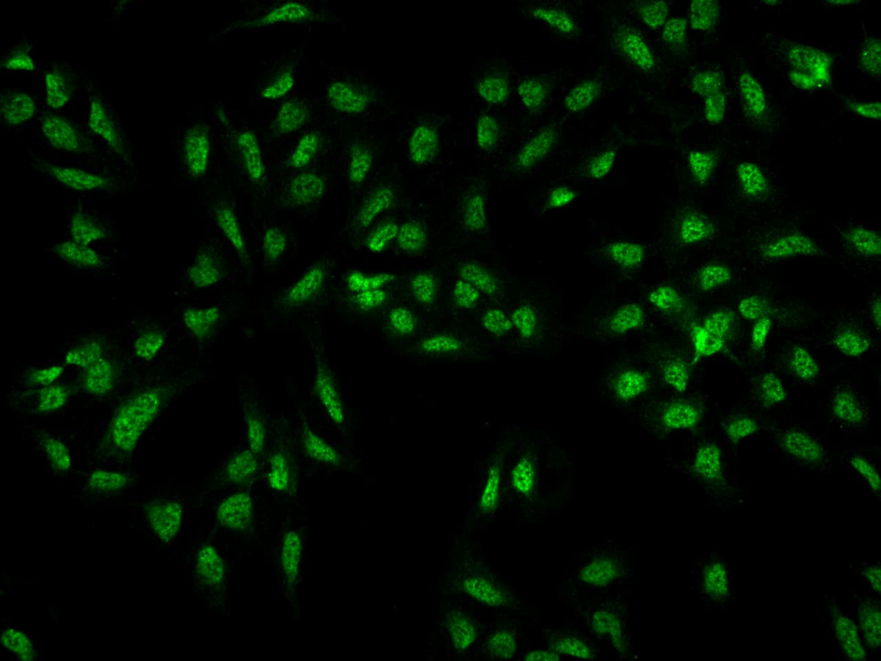 CREB3 regulatory factor Antibody - BSA Free