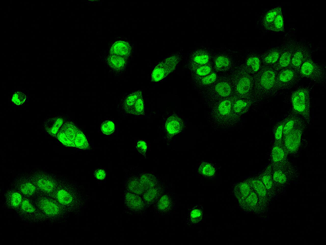 ZNF782 Antibody - BSA Free