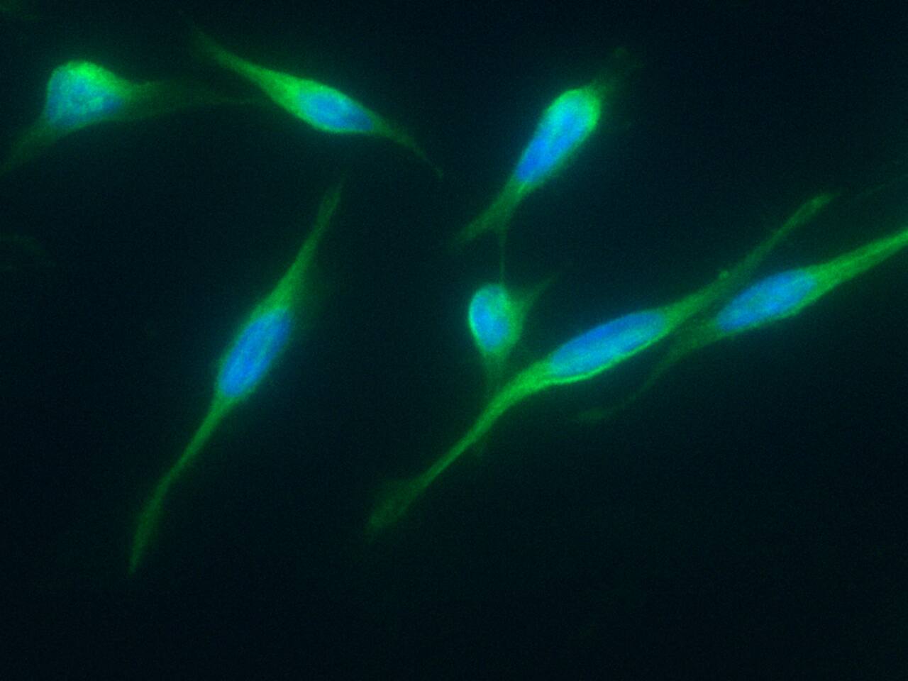 ITCH/AIP4 Antibody (01) - Azide and BSA Free
