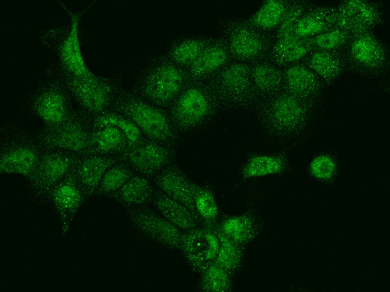 DACH1 Antibody - BSA Free