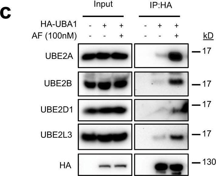 UbcH5a/UBE2D1 Antibody (07) - Azide and BSA Free