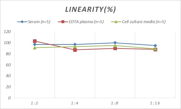 Rat Cyclophilin 40 ELISA Kit (Colorimetric)