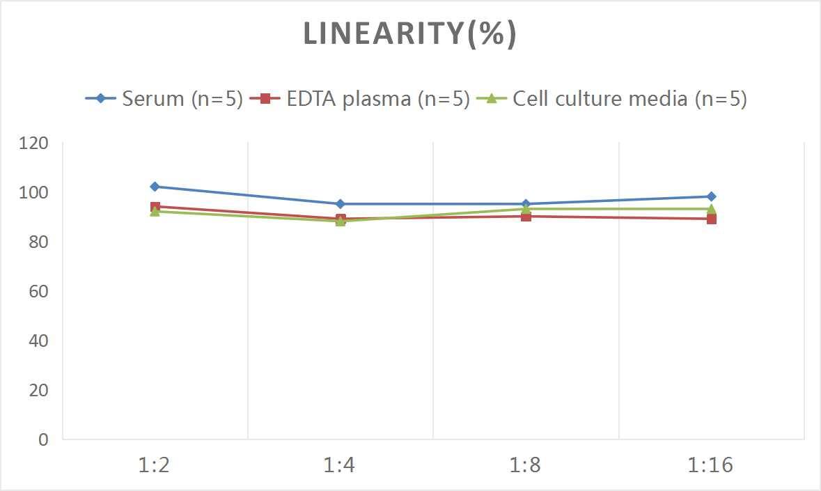 Rat MMP-13 ELISA Kit (Colorimetric)