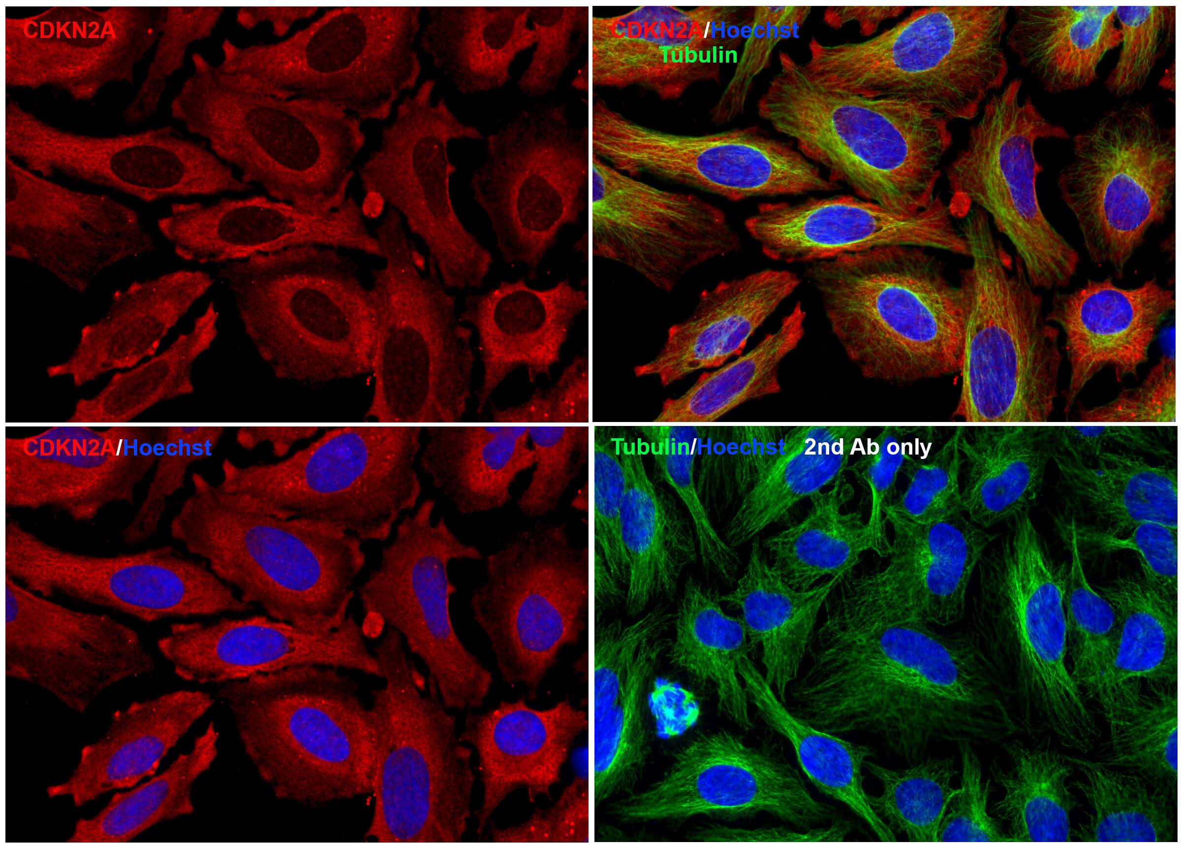 p16INK4a/CDKN2A Antibody - BSA Free