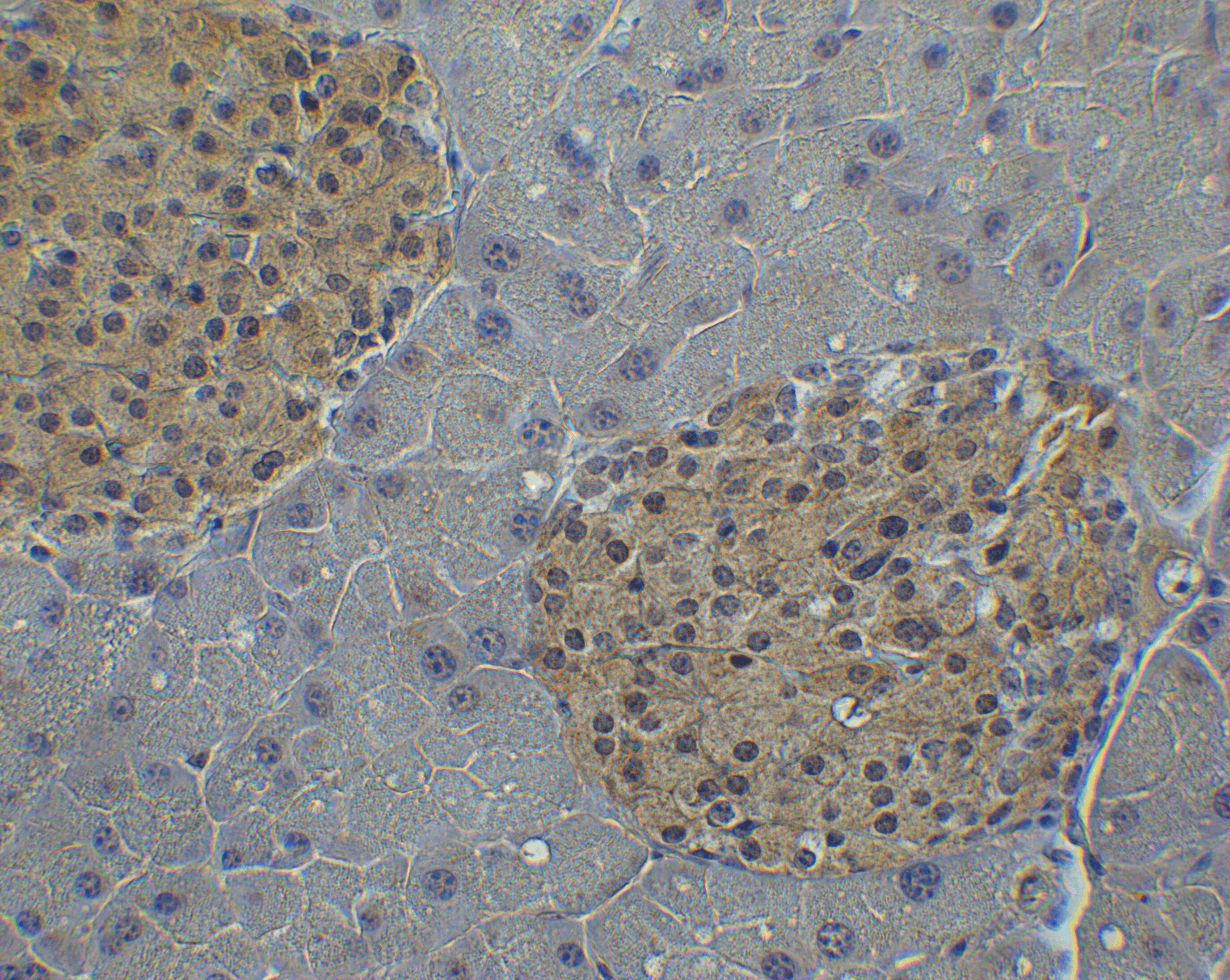 IRF7 Antibody - BSA Free