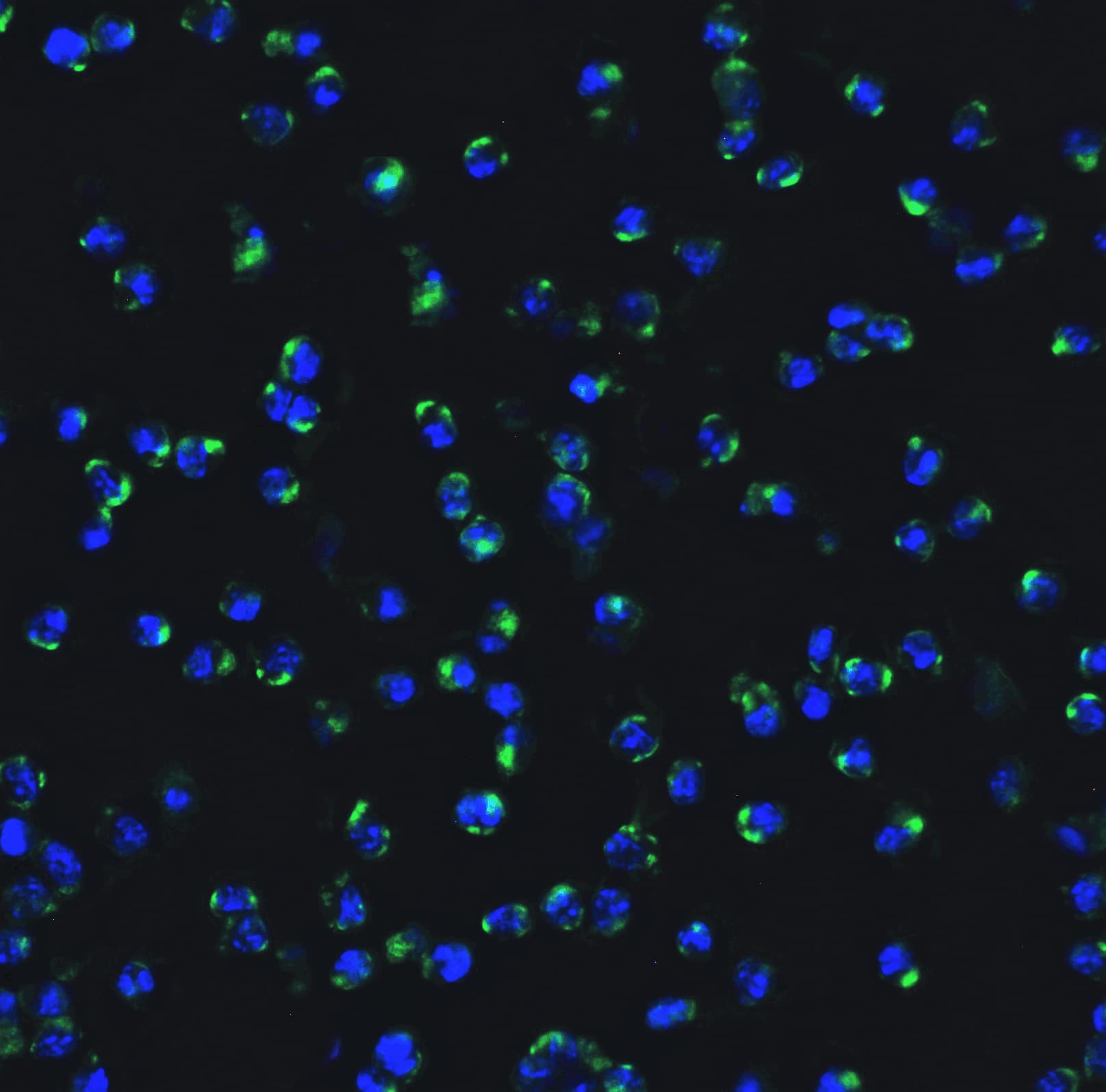 IRF7 Antibody - BSA Free