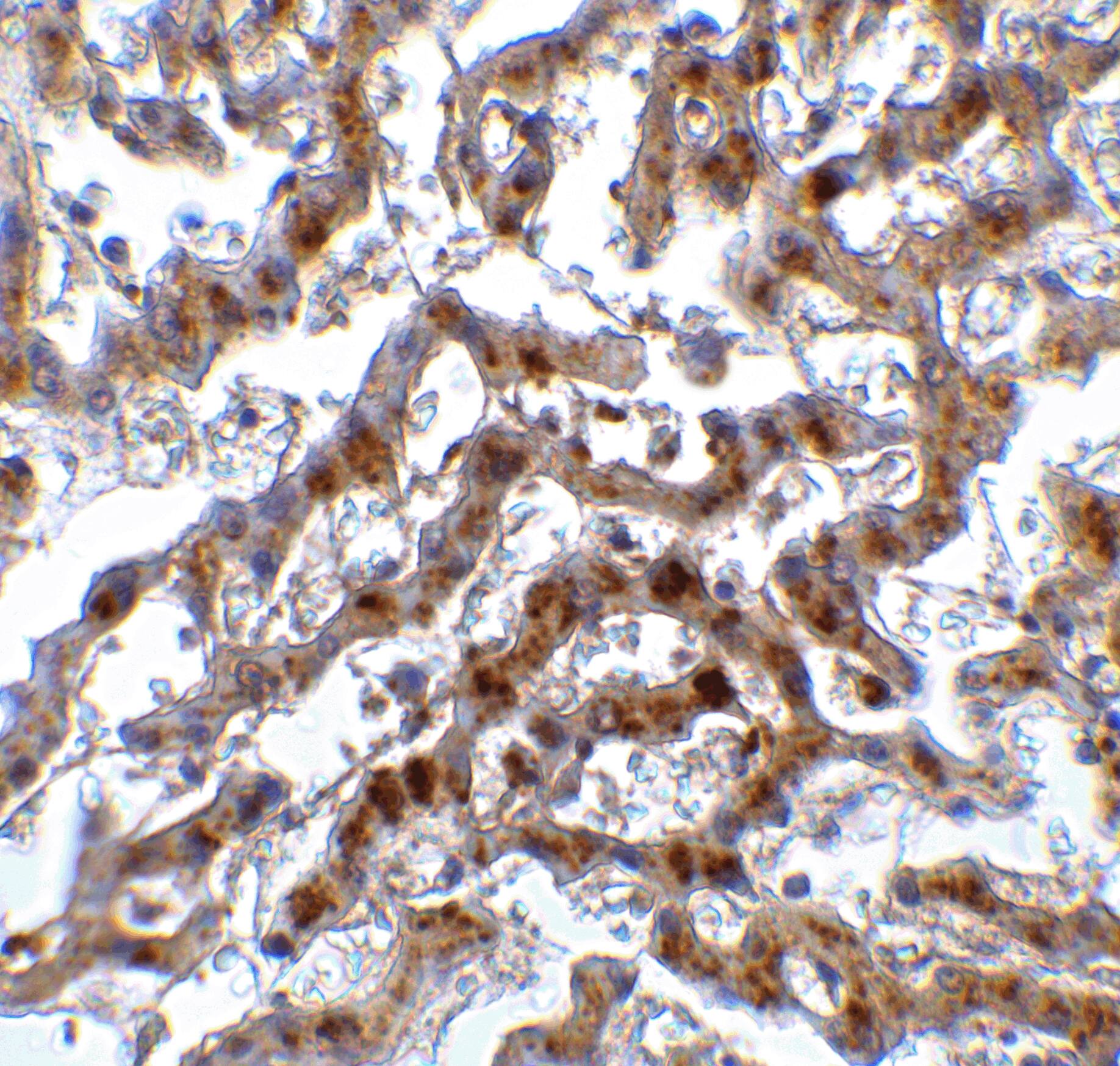 IRF7 Antibody - BSA Free