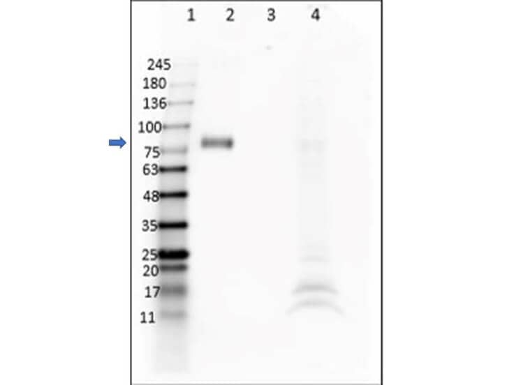 Digoxigenin Antibody (DIG45) - VHH