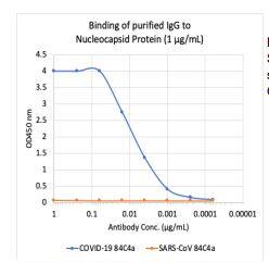 SARS-CoV-2 Nucleocapsid Antibody (84C4a)