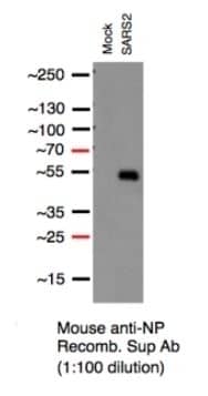 SARS-CoV-2 Nucleocapsid Antibody (1C7C7) - Azide and BSA Free