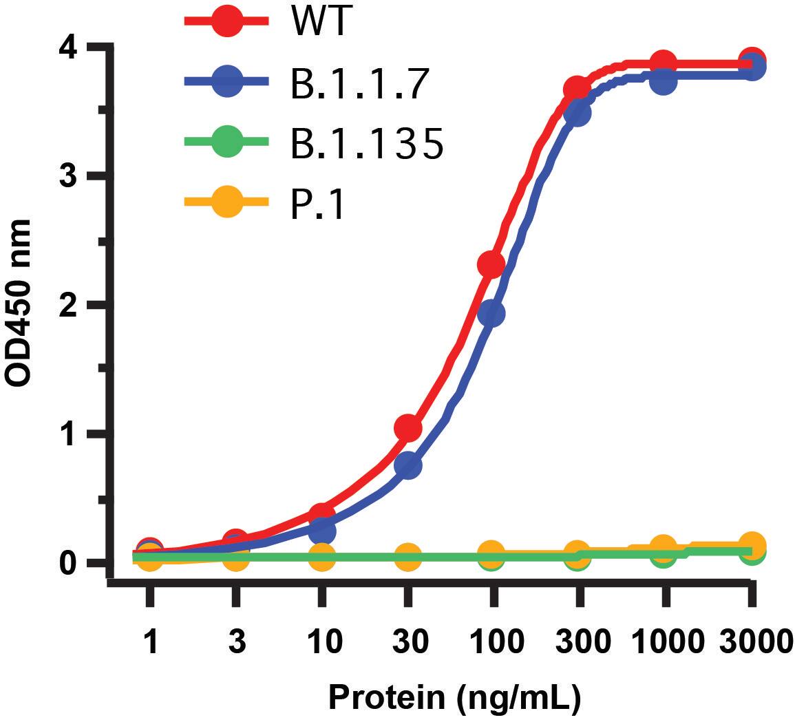 SARS-CoV-2 Spike S1 Antibody (SP185) - Azide and BSA Free