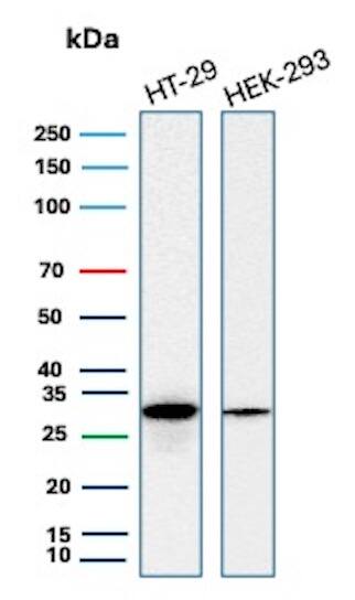 MTAP Antibody (rMTAP/1813) Western Blot: MTAP Antibody (rMTAP/1813) [NBP3-07219] -