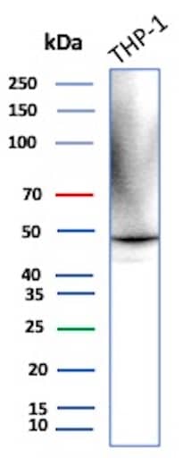 Ret Antibody (RET/2599) Western Blot: Ret Antibody (RET/2599) [NBP3-07414] -