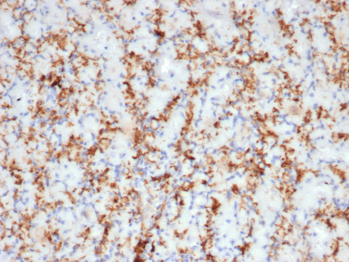 CD163 Antibody (M130/3708R)