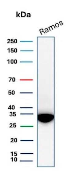 Prohibitin Antibody (PHB/3229) Western Blot: Prohibitin Antibody (PHB/3229) [NBP3-07602] -