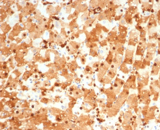 S100P Antibody (S100P/4386R)